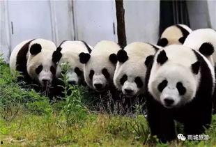 熊猫村最新爆料大赛,揭秘神秘事件,竞猜大奖等你来拿! 第2张 熊猫村最新爆料大赛,揭秘神秘事件,竞猜大奖等你来拿! 第2张